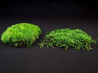 Leacobryum Bol Moss