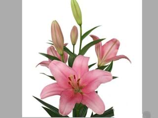 Λιλιουμ Az  La Brindisi