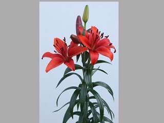 Λιλιουμ Az Foreigner