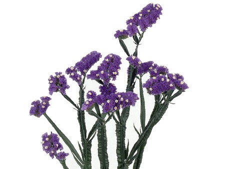 Limonium Crystal Blue