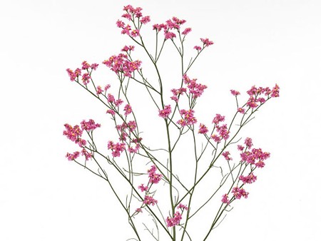 Limonium Pink Diamont