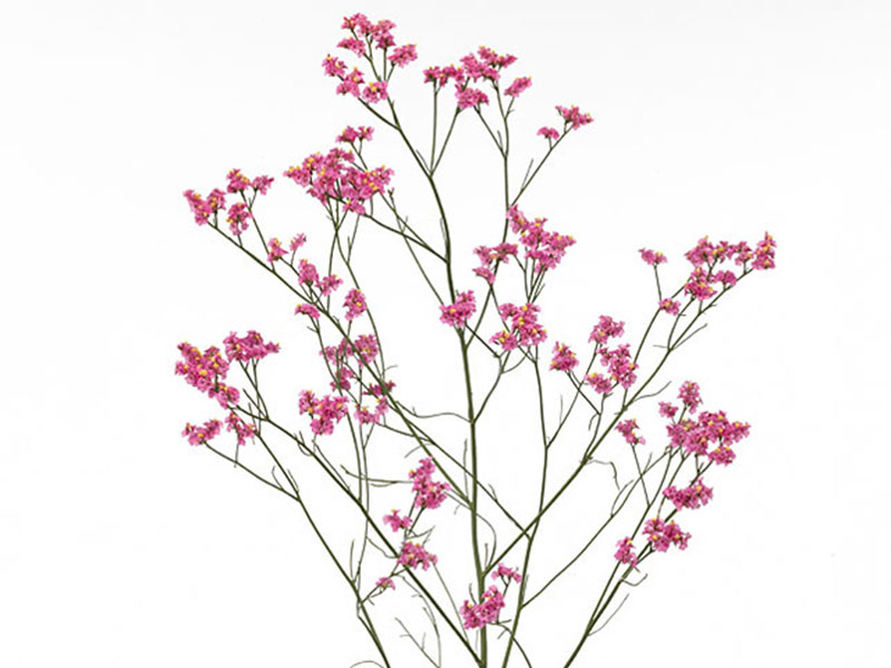 Limonium Pink Diamont