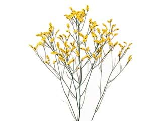 Limonium Yellow