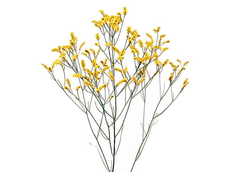 Limonium Yellow