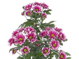 Χρυσάνθεμα Lisboa