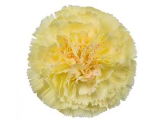 Γαρύφαλλα Luiza