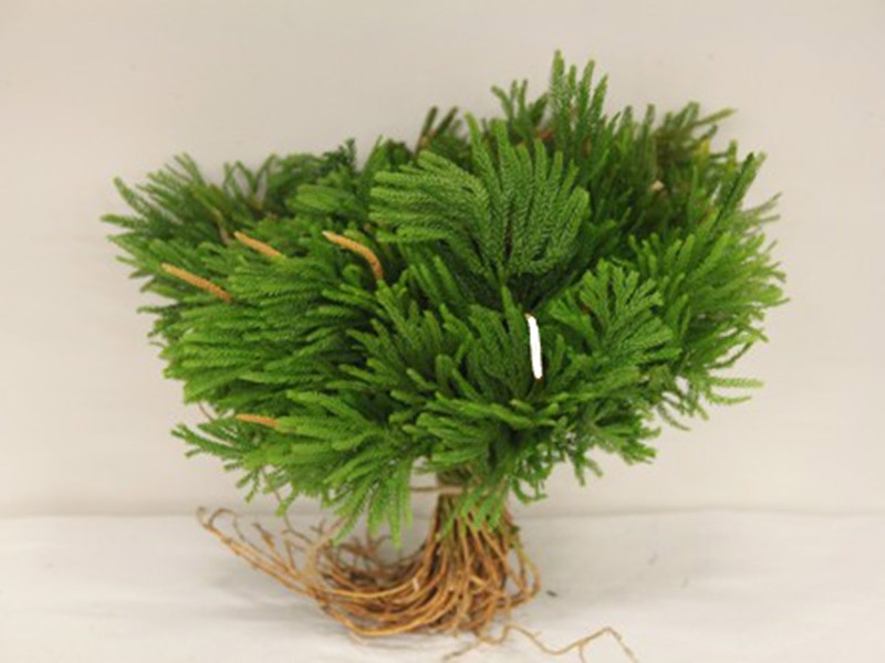 Lycopodium