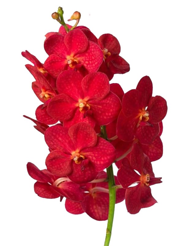 Vanda Magic Red