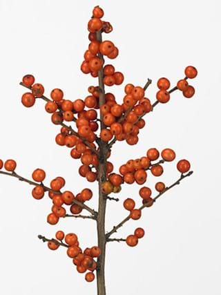 Ilex Verticallata Magical Times