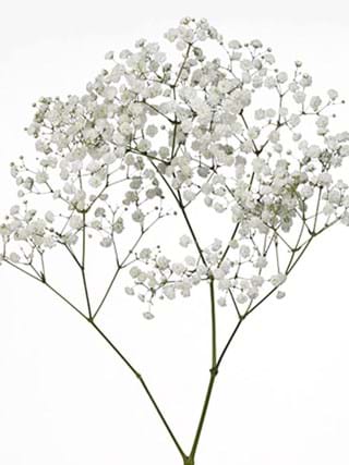Gypsophila Magnet