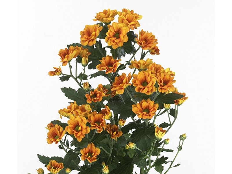 Χρυσάνθεμα Manaqua Orange