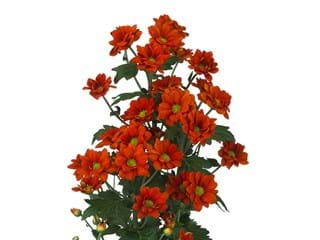 Χρυσάνθεμα Manaqua