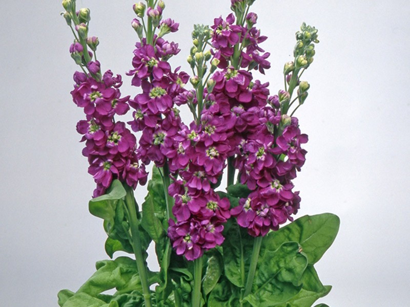 Matthiola Centum Deep Purple
