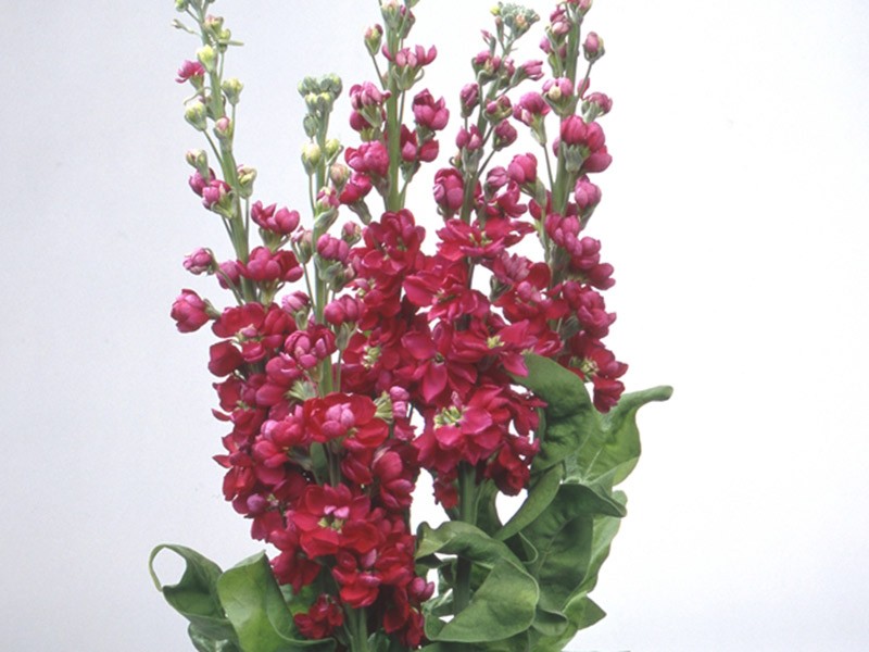 Matthiola Red