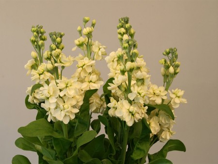 Matthiola Cream
