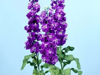 Βιολέτα Lavender