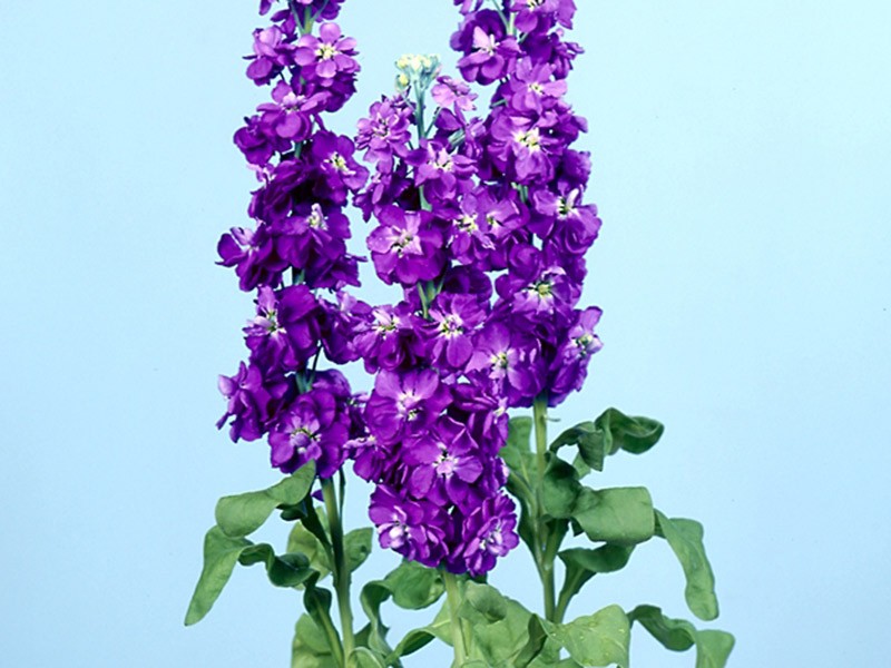 Βιολέτα Lavender