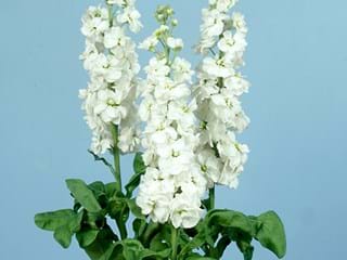 Βιολέτα White