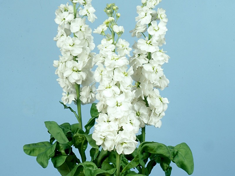 Matthila White
