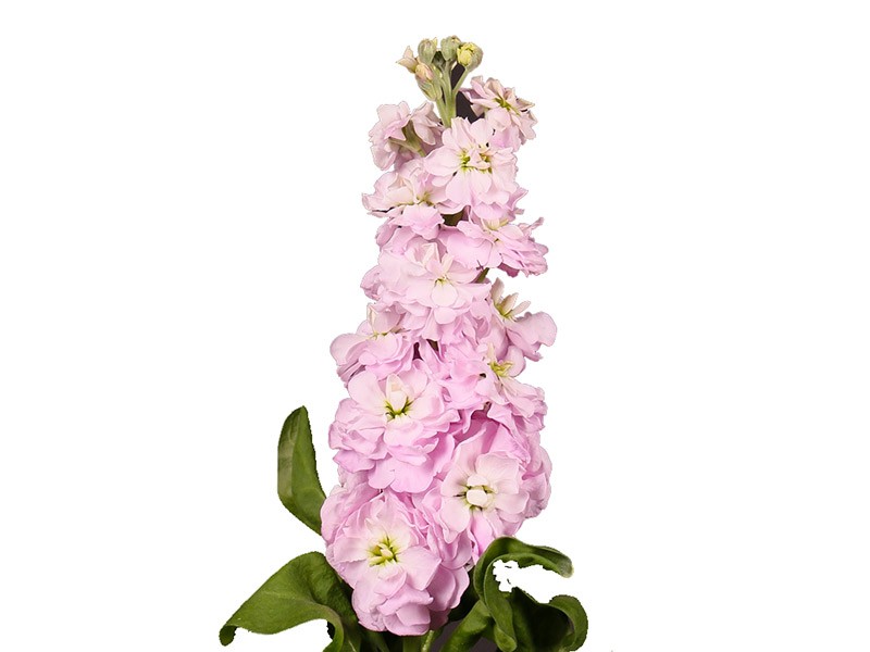 Βιολέτα Pink