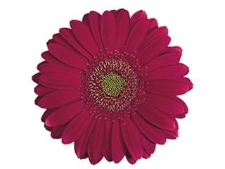 Ζέρμπερες Maya