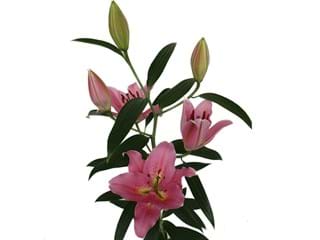 Λιλιουμ Or Medusa