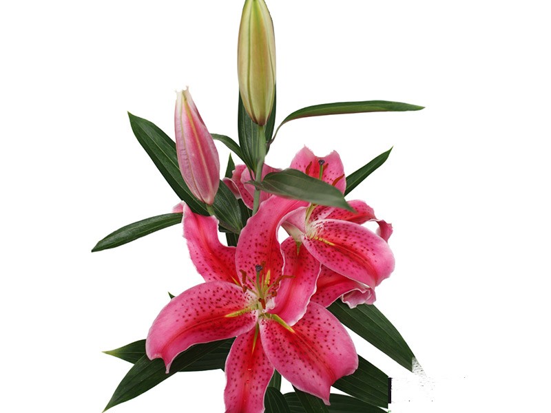 Λιλιουμ Or Mero Star