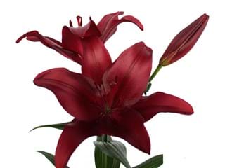 Λιλιουμ Az Methone