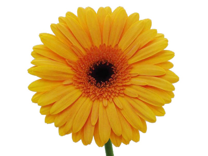 Gerbera Mette