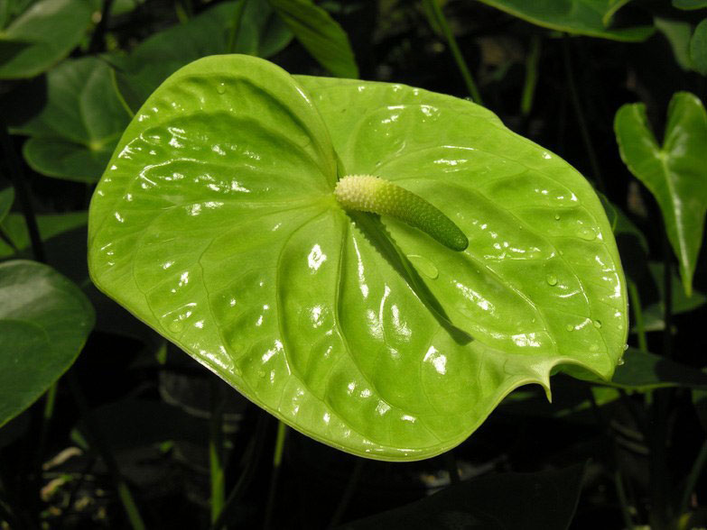 Ανθούρια Midori