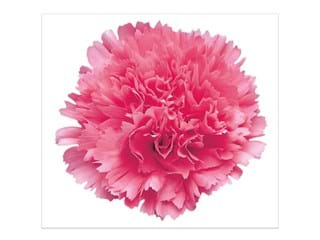 Γαρύφαλλα Miledy