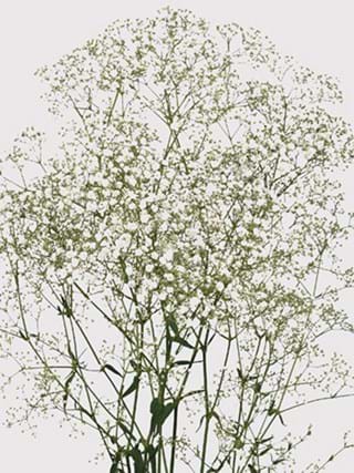 Gypsophila Million Stars