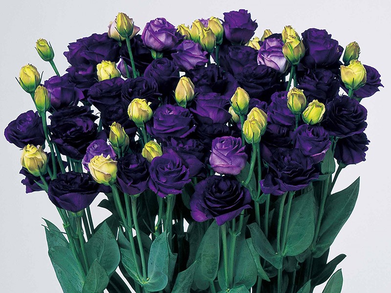 Λυσίανθοι Minuet Dark Purple