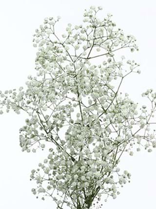 Gypshophila Mirabella