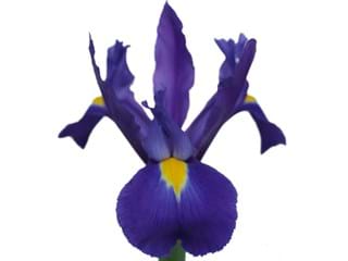 Iris Missouri