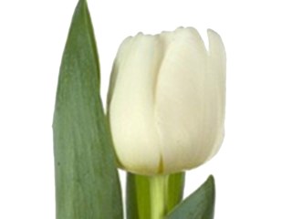 Τουλίπες Mondial