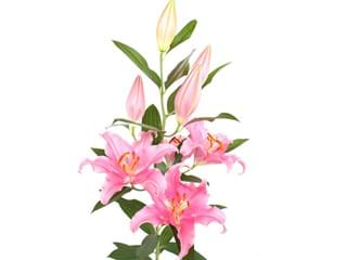 Λιλιουμ Or Monferrato