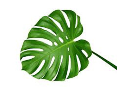 Monstera