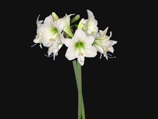Hippeastrum Mont Blanc