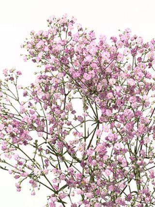 Gypsophila My Pink