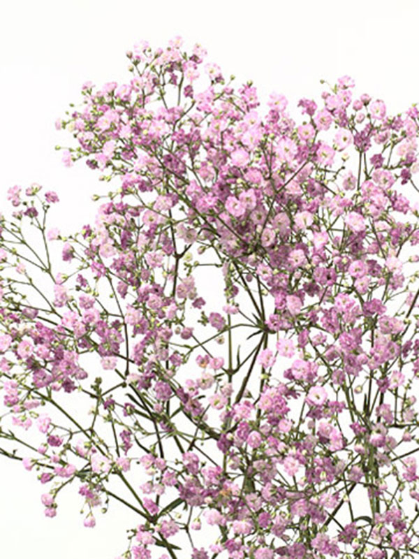 Gypsophila My Pink