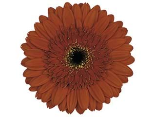 Ζέρμπερες Mythe