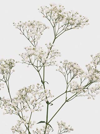 Gypsophila New Love