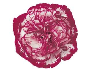 Γαρύφαλλα Noblesse