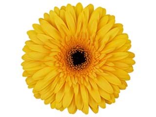 Ζέρμπερες Opera