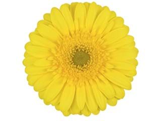 Ζέρμπερες Ophir