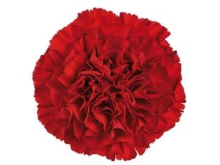 Γαρύφαλλα Optimistic