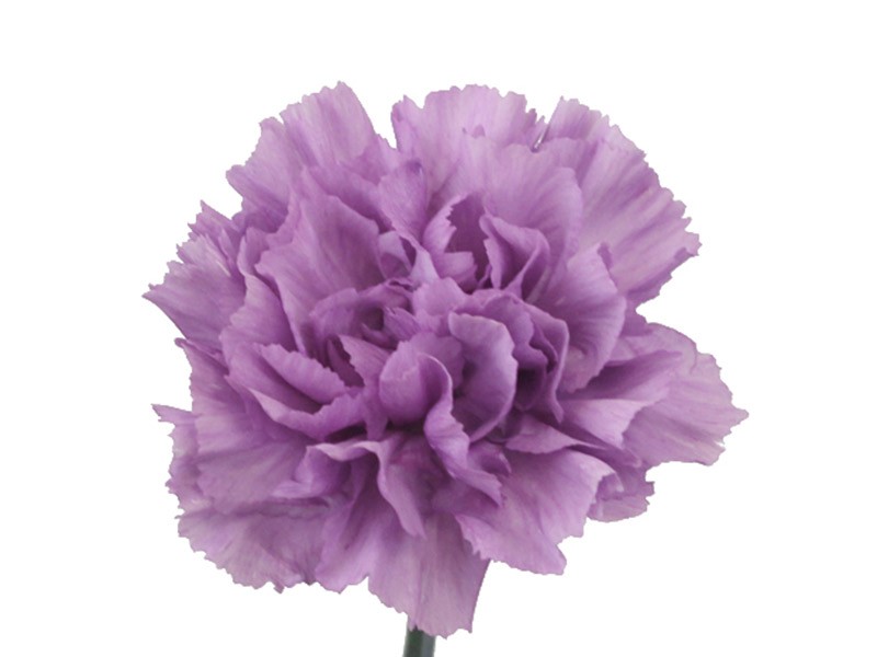 Dianthus Moonaqua