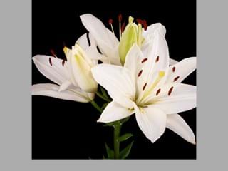 Λιλιουμ Or Blanco