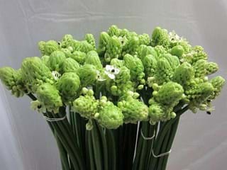 Ορνιθογκάλουμ Arabicum